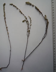 Euphrasia parviflora