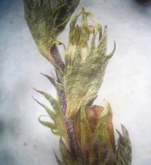 Euphrasia parviflora