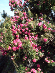 Leptecophylla robusta