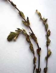 Euphrasia parviflora