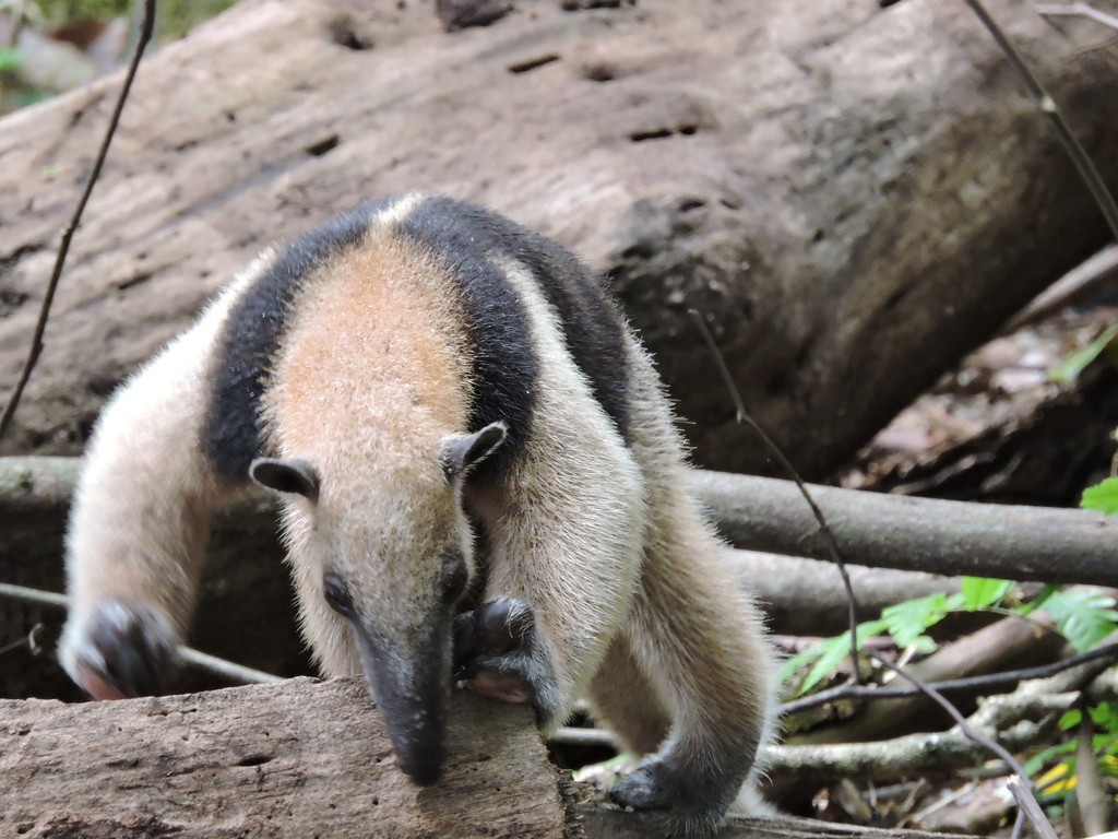 Northern Tamandua from Provincia de Puntarenas, Costa Rica on December ...