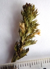 Euphrasia parviflora