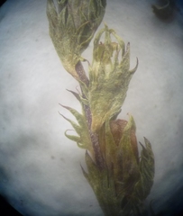 Euphrasia parviflora