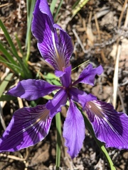Iris hartwegii