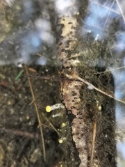Vibrissea truncorum