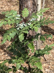 Berberis bealei