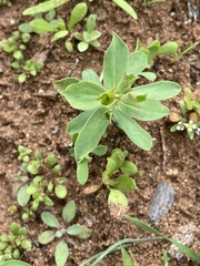 Euphorbia falcata