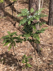 Berberis bealei