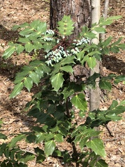 Berberis bealei