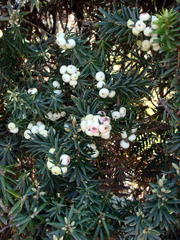 Leptecophylla robusta