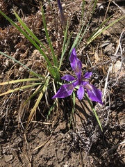 Iris hartwegii