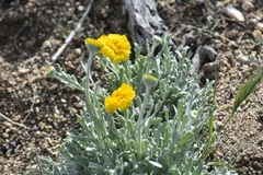 Baileya pleniradiata