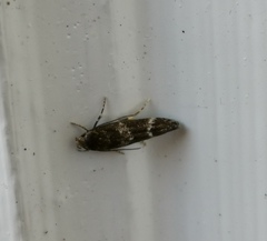 Mompha subbistrigella