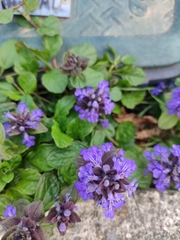 Ajuga reptans