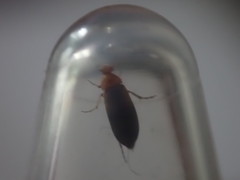 Anaspis maculata