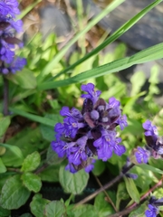 Ajuga reptans