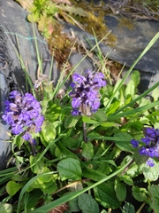 Ajuga reptans