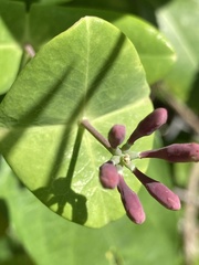 Lonicera sempervirens