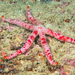 Red Velvet Star - Photo (c) David R, some rights reserved (CC BY-NC), uploaded by David R
