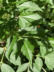 Melia azedarach