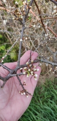 Prunus spinosa