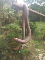 Leposternon microcephalum