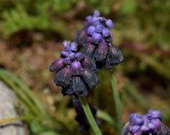 Muscari commutatum