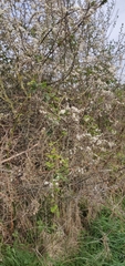Prunus spinosa