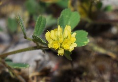 Medicago coronata