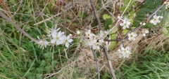 Prunus spinosa