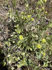 Emmenanthe penduliflora