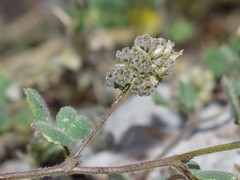Medicago coronata