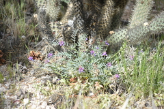 Astragalus palmeri