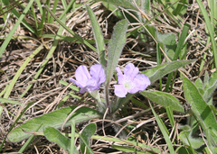 Ruellia ciliosa