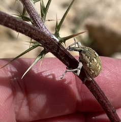 Larinus onopordi