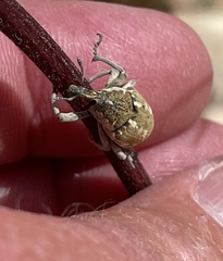 Larinus onopordi