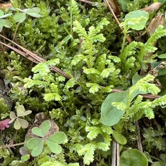Selaginella apoda