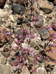 Chorizanthe fimbriata