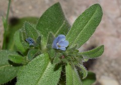 Echium parviflorum