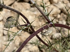 Larinus onopordi