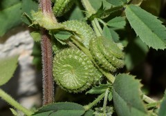 Medicago rugosa