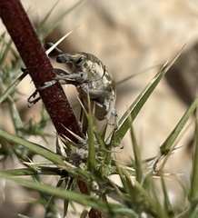 Larinus onopordi