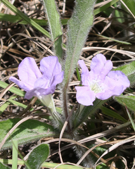 Ruellia ciliosa