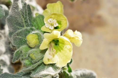 white henbane