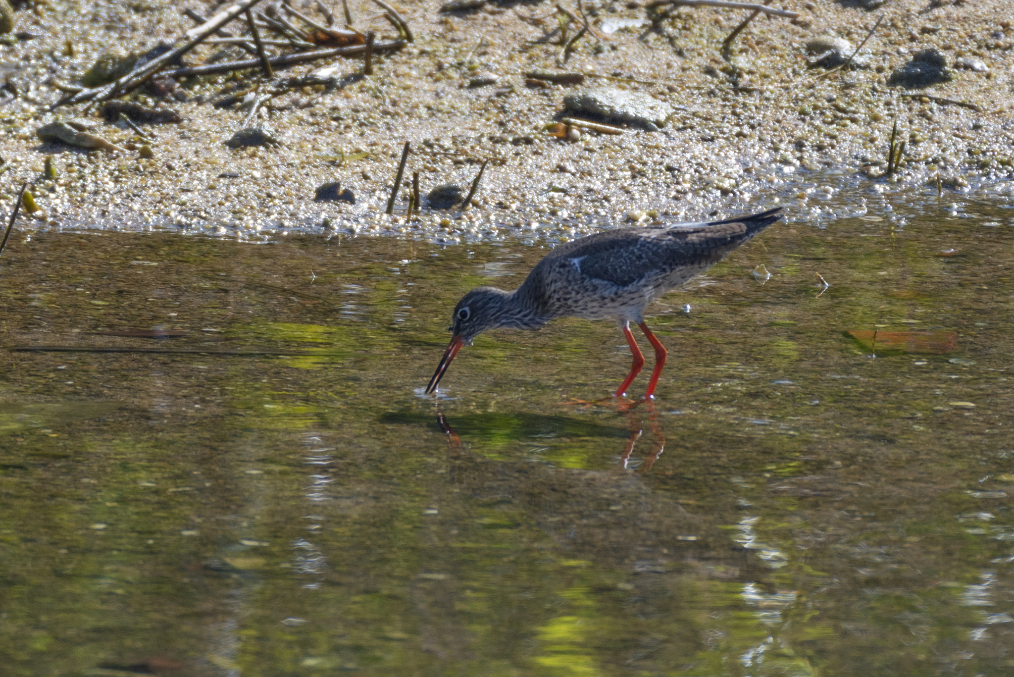 Common Redshank