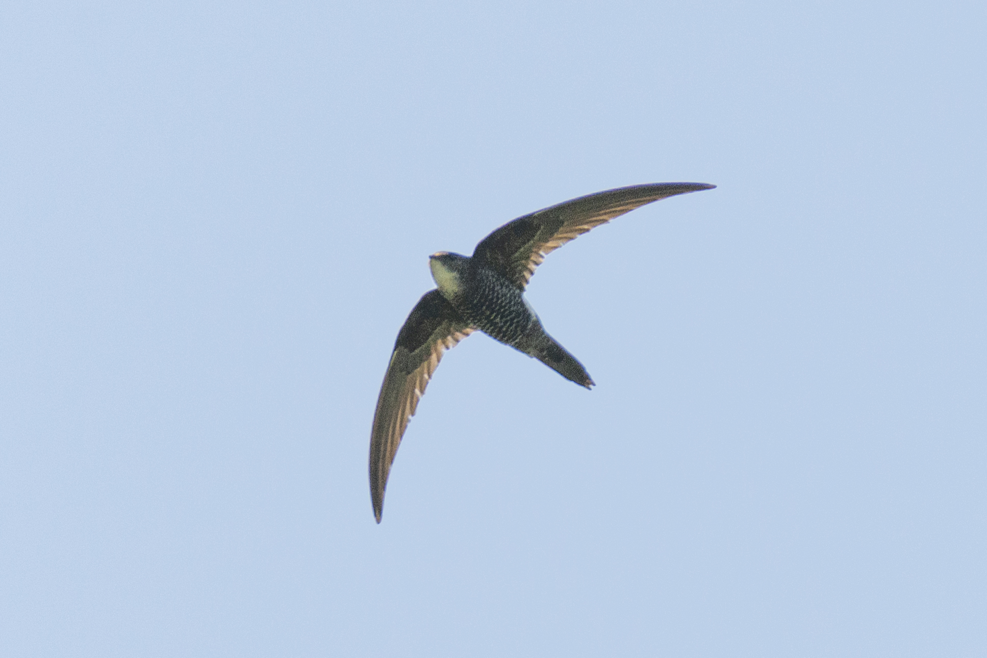 Fork-tailed Swift