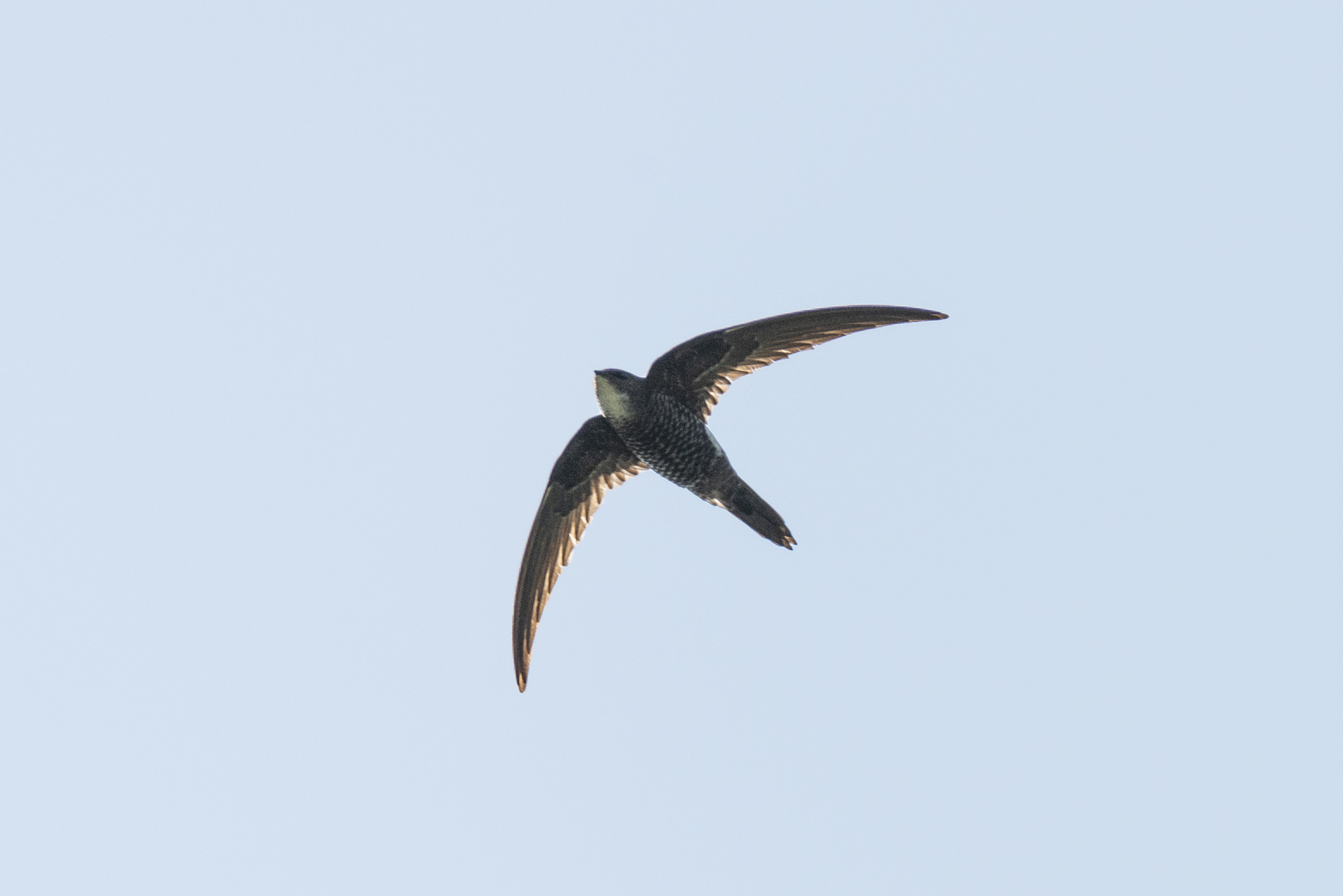 Fork-tailed Swift