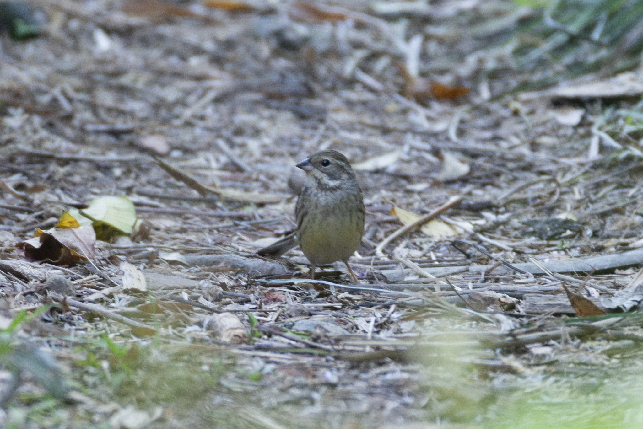 Black-faced Bunting