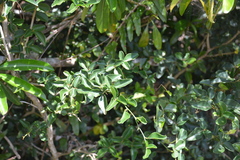 Triphasia trifolia