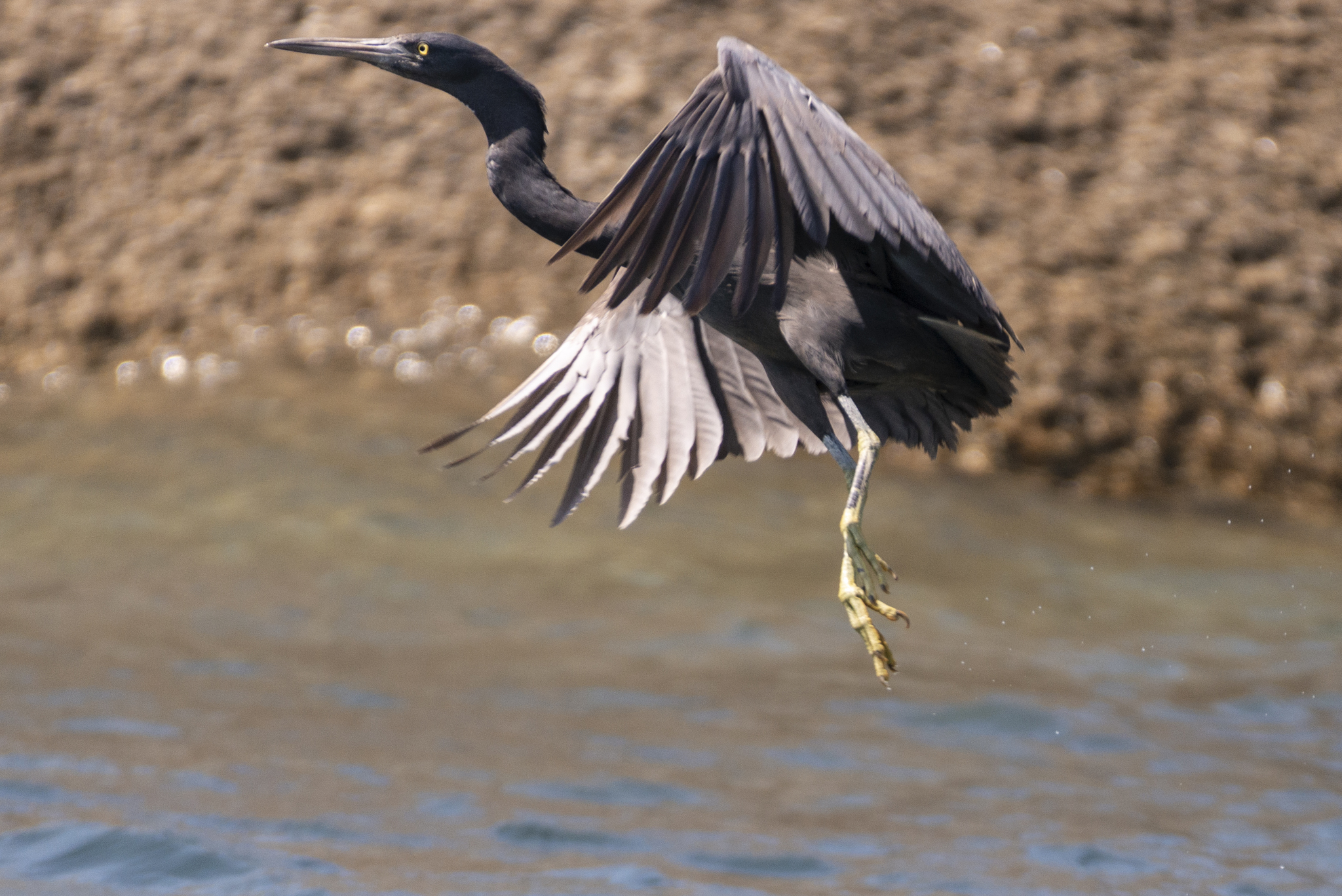 Pacific Reef Heron